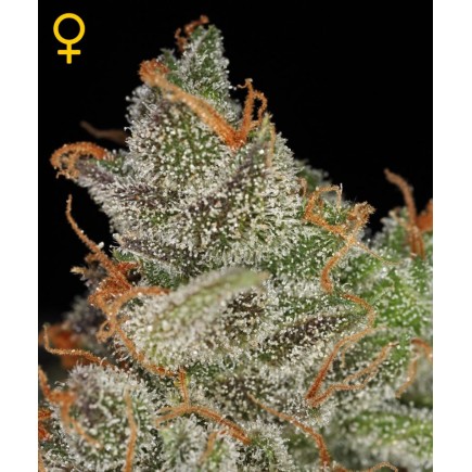 King's Kush 